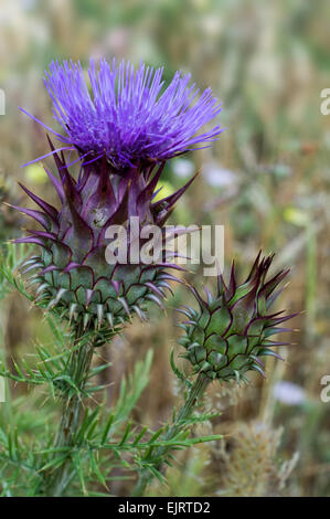 Artischocke Mariendistel / Karde (Cynara Cardunculus) in Blüte Stockfoto