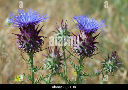 Artischocke Mariendistel / Karde (Cynara Cardunculus) in Blüte Stockfoto