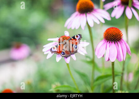 Tagpfauenauge auf den Blumen offenen Flügeln Stockfoto