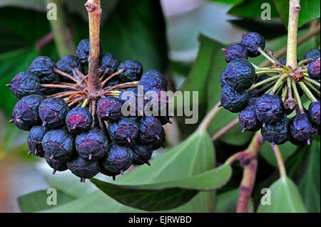 Gemeinsamen Efeu (Hedera Helix) Nahaufnahme von Beeren Stockfoto