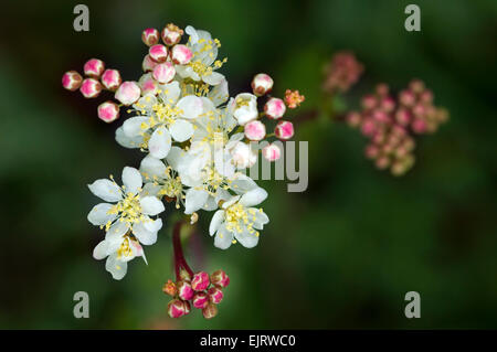 Asiatische / Farn-Blatt asiatische (Filipendula Vulgaris / Filipendula Hexapetala) in Blüte Stockfoto