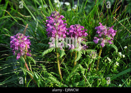 Quirlige Läusekräuter / verticillate Läusekräuter (Pedicularis Verticillata) in Blüte in den Schweizer Alpen, Schweiz Stockfoto