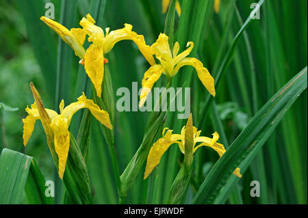 Gelbe Iris / gelbe Flagge (Iris Pseudacorus) in Blüte Stockfoto