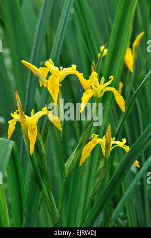 Gelbe Iris / gelbe Flagge (Iris Pseudacorus) in Blüte Stockfoto