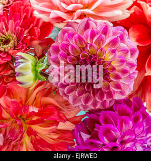 Zinnien und Dahlien in einem Sommer-Bouquet. Stockfoto