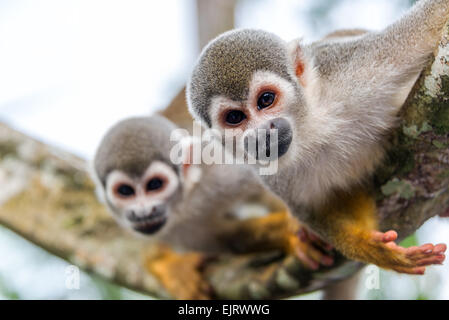 Blick auf zwei Totenkopfäffchen, schaut in die Kamera mit auf kurz gefasst und eine außerhalb des Fokus im Amazonas-Regenwald in Kolumbien Stockfoto