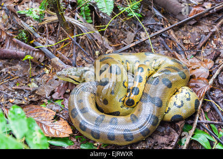 A grüne Anakonda, die tief in den Amazonas-Regenwald in Peru gesehen aufgerollt Stockfoto