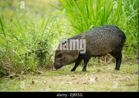 Halsband Peccary, Pecari Tajacu, Surinam Stockfoto