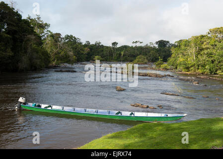 Boot auf der oberen Suriname River, Surinam Stockfoto