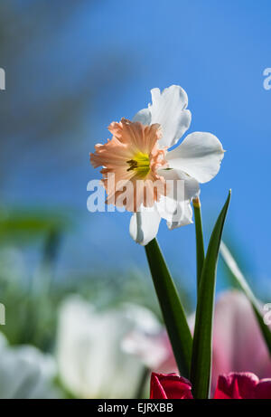 Closeup der Narzisse Blumen blühen im Frühjahr. Strahlend blauer Himmelshintergrund mit Textfreiraum. Stockfoto