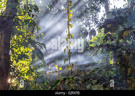 Lichtstrahlen wie Rauch im Amazonas-Regenwald in der Nähe von Iquitos, Peru auf der Durchreise Stockfoto