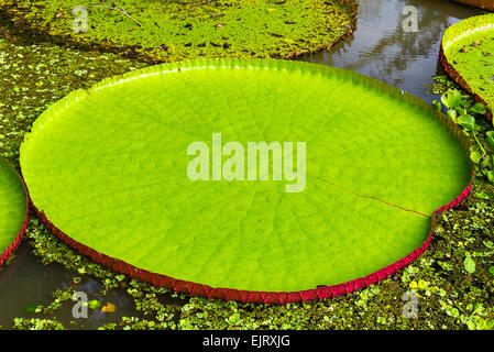 Blatt eines Victoria Amazonica oder Victoria Regia, die größte Wasserpflanze in der Welt in den Amazonas-Regenwald in Peru Stockfoto