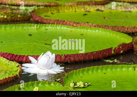 Blume der Victoria Amazonica oder Victoria Regia, die größte Wasserpflanze in der Welt in den Amazonas-Regenwald in Peru Stockfoto