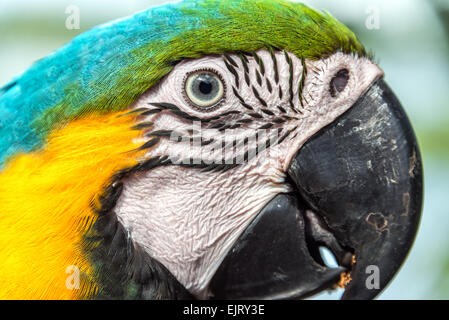 Nahaufnahme des Gesichts von einem blau und gelb Macaw im Amazonas-Regenwald von Brasilien Stockfoto