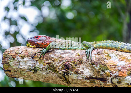 Blick auf eine rote Leitung Leguan im Amazonas-Regenwald in Brasilien Stockfoto