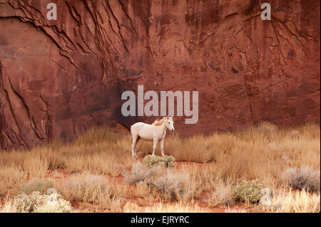 Weißes Pferd durch die roten Felsen des Monument Valley Navajo tribal Park, Südwesten der USA Stockfoto