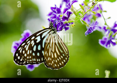 Blue Tiger Schmetterling oder Tirumala Hamata Suche nach Nektar auf lila Blume des goldenen Dew Drop hautnah Stockfoto