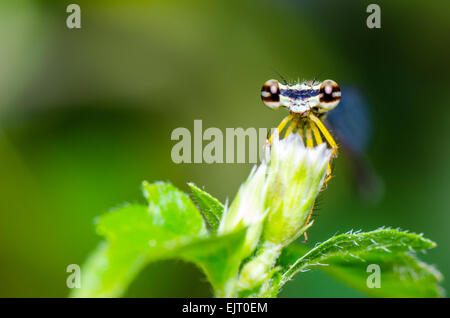 Hautnah vor Augen der Libelle, Damselfly, Copera Marginipes, gelbe Bush Dart, gelbe Feder Beine auf Rasen Blume Stockfoto