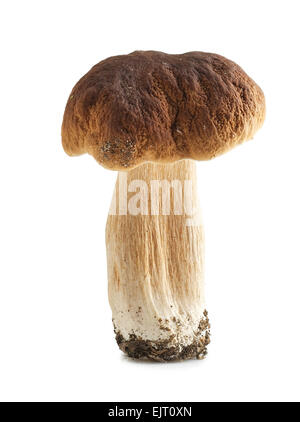 Steinpilze. CEP auf weißem Hintergrund Stockfoto