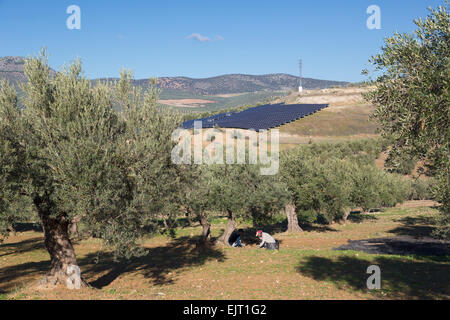 Zwei Frauen gefallene Oliven vom Boden zu sammeln.  Solar-Panel-Array im Hintergrund.  Olivenbäume und Sonnenkollektoren, Spanien Stockfoto