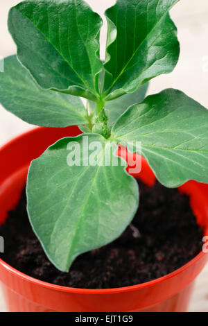 Nahaufnahme Schuss der Zwerg Saubohne Sämling wächst auf indoor, wieder in eine kleine Kunststoff Blumentopf vergossen. Stockfoto