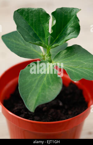 Nahaufnahme Schuss der Zwerg Saubohne Sämling wächst auf indoor, wieder in eine kleine Kunststoff Blumentopf vergossen. Stockfoto