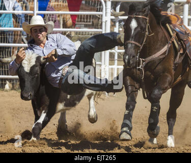 La Grange, Kalifornien, USA. 31. März 2015. Ein nicht identifizierter Cowboy konkurriert in der Steer wrestling Wettbewerb während der 2015 La Grange Rodeo in La Grange, Kalifornien, auf Sonntag, 29. März 2015. © Tracy Barbutes/ZUMA Draht/Alamy Live-Nachrichten Stockfoto