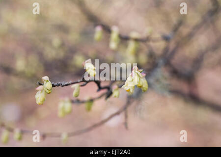 Corylopsis Pauciflora Blüten im Frühjahr. Stockfoto