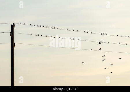 Vögel auf Elektrokabel im Feld zu schlucken Stockfoto