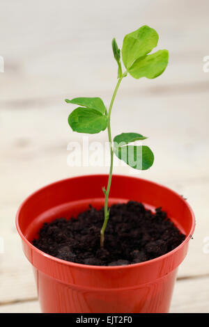 Sweet Pea Sämling Gewächshausansaat auf neu vergossen in einem kleinen Kunststoff Blumentopf Stockfoto