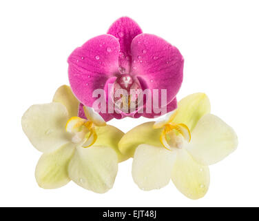 Orchidee Blüte isoliert auf weißem Hintergrund. Frische rosa und gelben Blüten Stockfoto