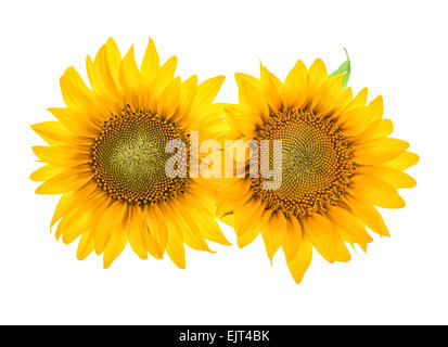 Sonnenblumen blühen isoliert auf weißem Hintergrund. Schöne Blüte Stockfoto