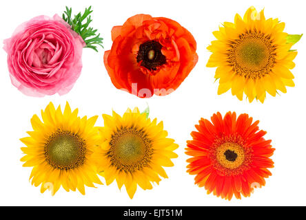 Einzelne Blüten. Sonnenblumen, Ranunkeln, Gerber, Anemone isoliert auf weißem Hintergrund Stockfoto