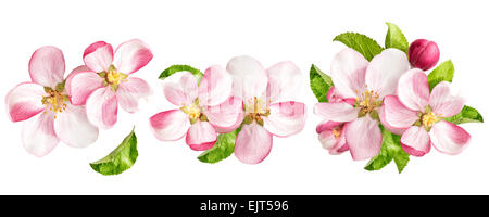 Apfel-Blüten mit grünen Blättern, die isoliert auf weißem Hintergrund. Frühling Blumen-set Stockfoto