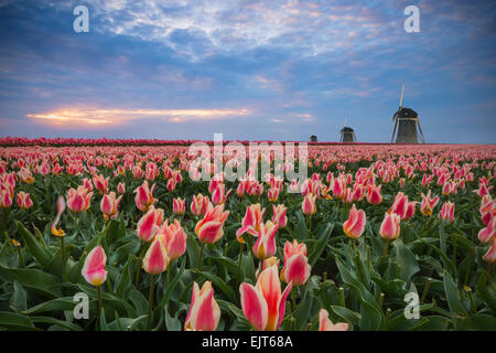 Drei typisch holländischen Windmühlen hinter Gelb und rot geflammte Tulpe Blumenbeete. Der Sonnenuntergang in Flammen wie die Blumen. Stockfoto