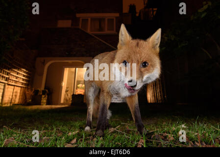 Urban Fuchs leckte die Lippen in einem Garten in Süd-London bei Nacht Stockfoto