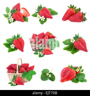 Erdbeer-Sammlung. Frische Beeren auf weiß. Stockfoto