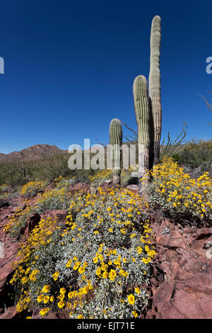 Brittlebush (Encelia Farinosa), Tucson, Arizona Saguaro National Park, West Stockfoto