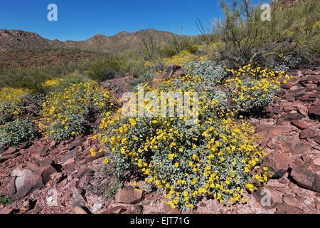 Brittlebush (Encelia Farinosa), Saguaro National Park, Tucson, Arizona Stockfoto