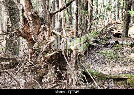 Alten gefallenen Fichte mit exponierten Wurzelballen in einem Wald in Southeast Alaska. Stockfoto