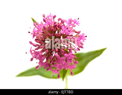 kleine Blüten von Centranthus Ruber isoliert auf weißem Hintergrund Stockfoto