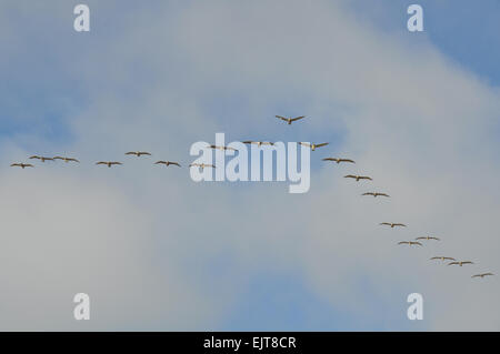 Pelikan-Vögel fliegen in den Himmel Stockfoto