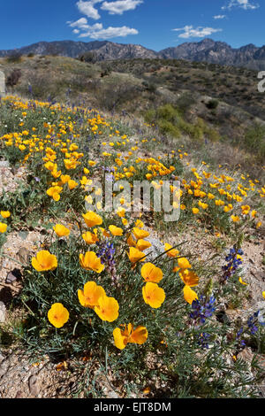 California Poppies und Wüste Lupine Blüte im Catalina State Park, Tucson, Arizona Stockfoto