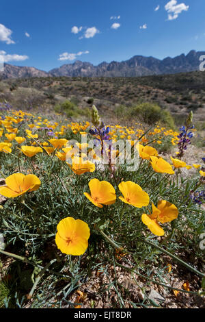 California Poppies und Wüste Lupine Blüte im Catalina State Park, Tucson, Arizona Stockfoto