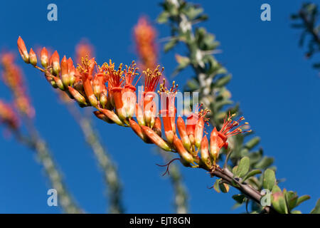 Nahaufnahme von Ocotillo Blumen, Saguaro National Park, Tucson, Arizona Stockfoto