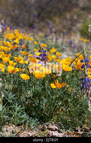 California Poppies und Wüste Lupine Blüte im Catalina State Park, Tucson, Arizona Stockfoto