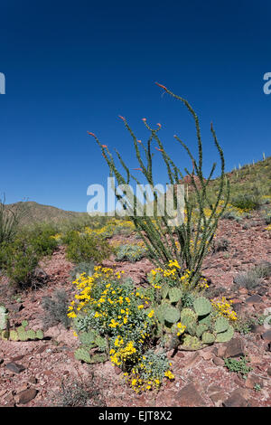 Ocotillo und Brittlebush in Blüte, Saguaro National Park, Tucson, Arizona Stockfoto