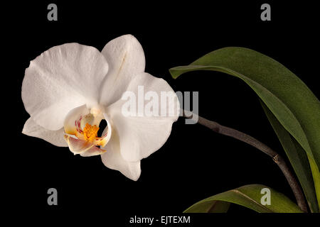 weiße Orchidee Blume isoliert auf schwarz Stockfoto