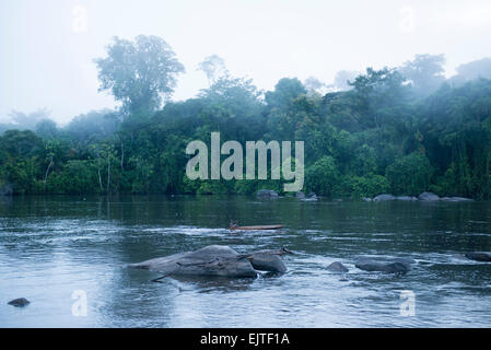 In der Morgendämmerung über der oberen Suriname River, Surinam aufsteigenden Nebel Stockfoto