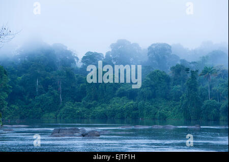 In der Morgendämmerung über der oberen Suriname River, Surinam aufsteigenden Nebel Stockfoto